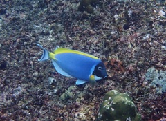Acanthurus leucosternon