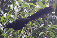 Crypsirina temia