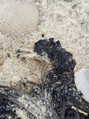 Hydrobates pelagicus