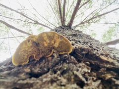 Porodaedalea