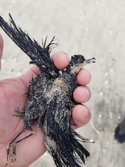 Hydrobates pelagicus