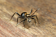 Polyrhachis hermione