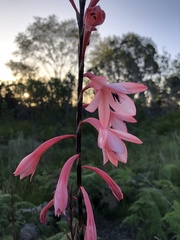 Watsonia wilmaniae