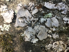 Dermatocarpon miniatum