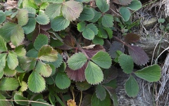 Potentilla micrantha