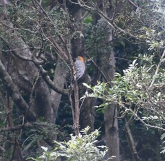 Melanerpes hoffmannii