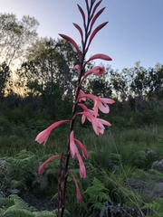 Watsonia wilmaniae
