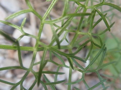 Ferula