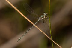 Archiargiolestes pusillus