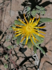 Malephora lutea