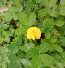 Arachis repens