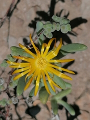 Malephora lutea