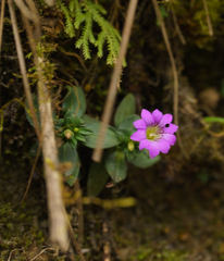 Gentiana rubicunda