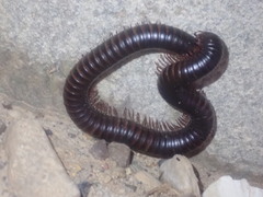 Archispirostreptus syriacus