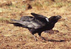 Corvus albicollis