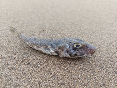 Sphoeroides marmoratus