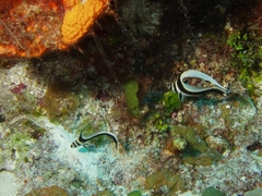 Eques punctatus