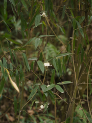 Clematis urophylla