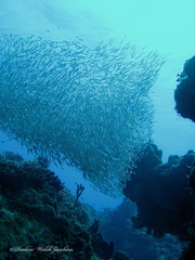 Atheriniformes