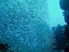 Atheriniformes