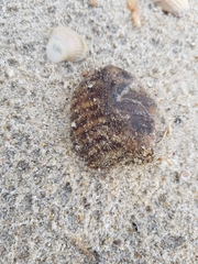 Calliactis parasitica