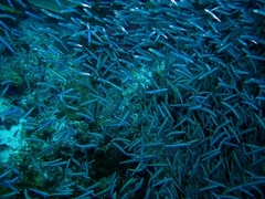 Atheriniformes