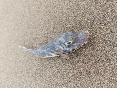 Sphoeroides marmoratus