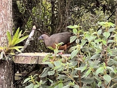 Chamaepetes goudotii