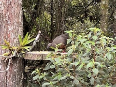 Chamaepetes goudotii