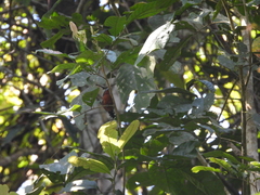 Microrhopias quixensis