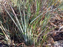 Cladium mariscus