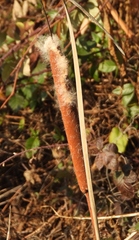 Typha angustifolia