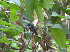 Thamnophilus atrinucha