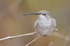 Rhodopis vesper