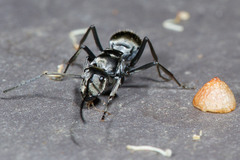 Polyrhachis foreli