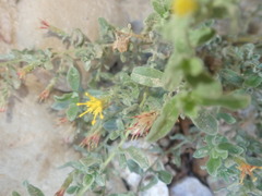 Chiliadenus iphionoides