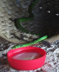 Philothamnus punctatus