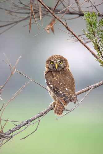 Peruvian Pygmy-owl