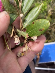 Rhodomyrtus tomentosa