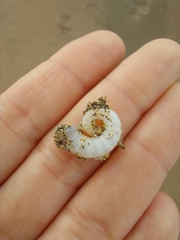 Spirula spirula