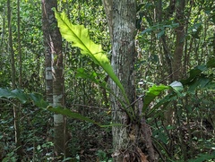 Anthurium schlechtendalii