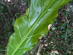 Anthurium schlechtendalii