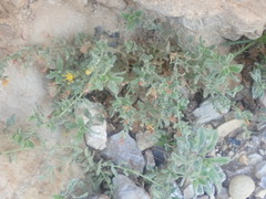 Chiliadenus iphionoides