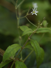 Stellaria vestita