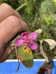 Rhodomyrtus tomentosa