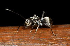 Polyrhachis foreli