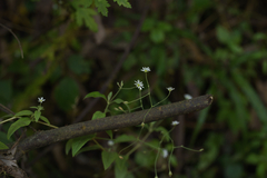 Stellaria vestita