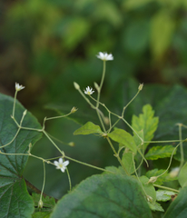 Stellaria vestita