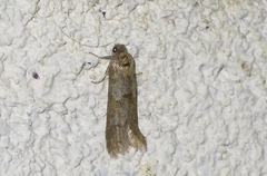 Tortricodes alternella