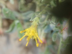 Chiliadenus iphionoides
